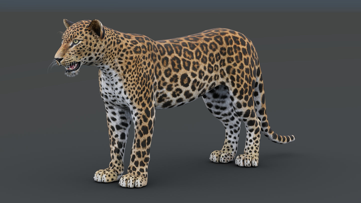Sri Lankan Leopard 3D Model for VR/ AR