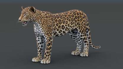 Sri Lankan Leopard 3D Model for VR/ AR