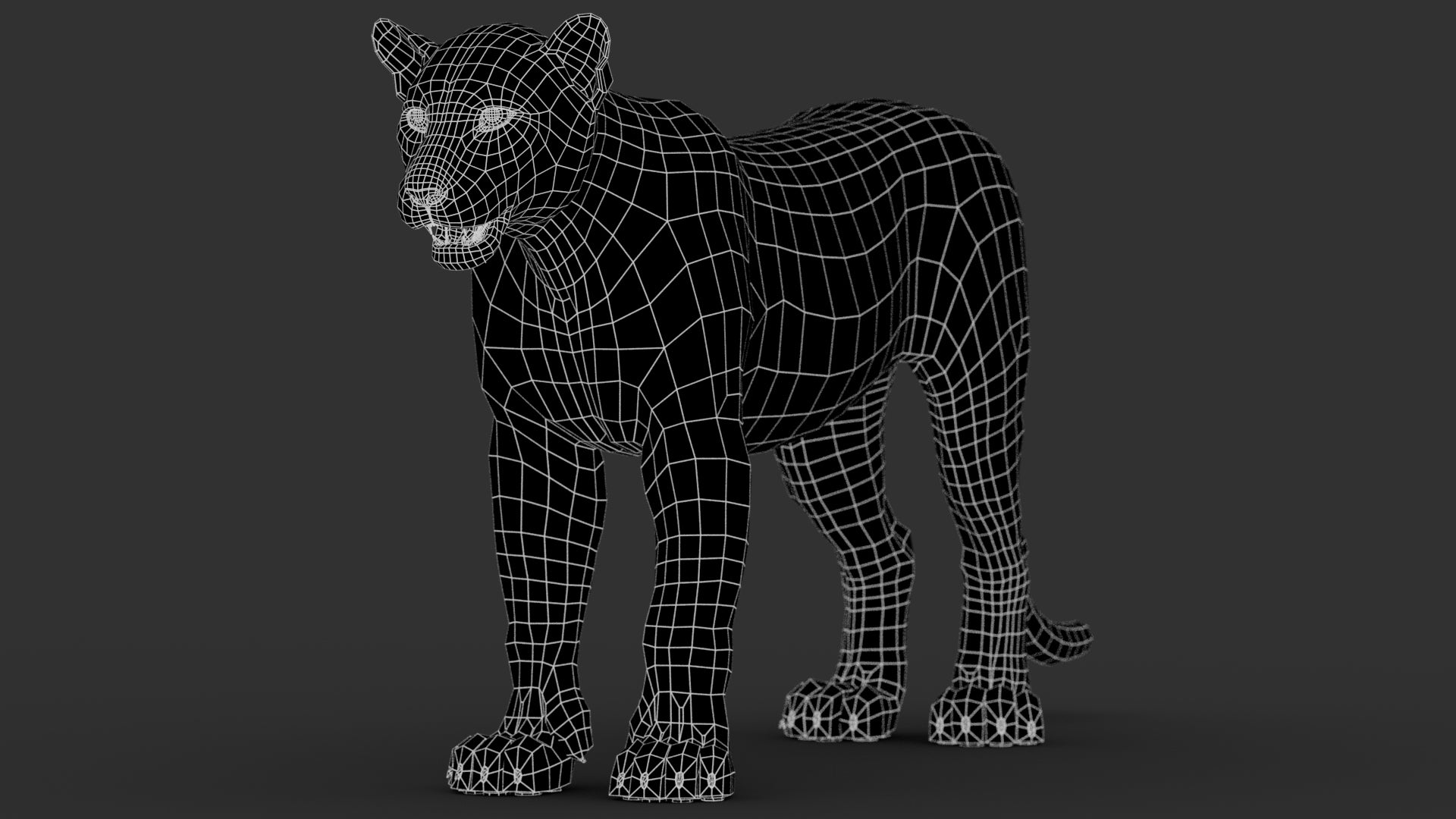Sri Lankan Leopard 3D Model Wireframe View 0