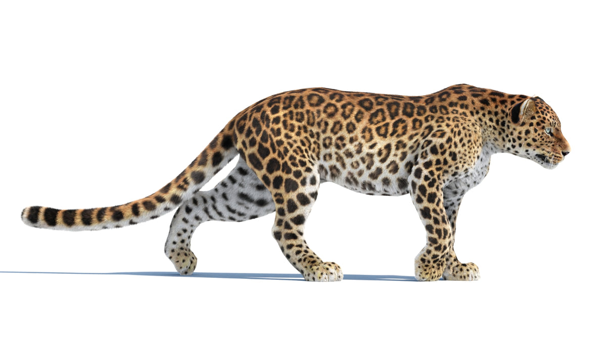Animated Sri Lankan Leopard 3D Model Fur - 360 Degree View
