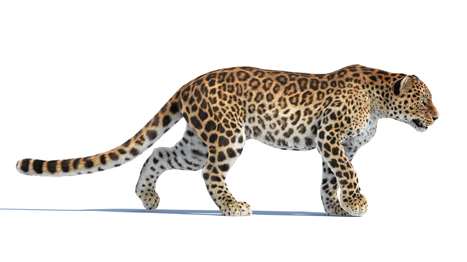 Animated Sri Lankan Leopard 3D Model Fur 360° view 4 frame 3