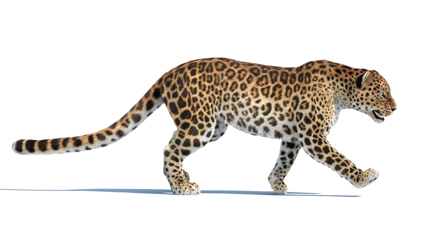Animated Sri Lankan Leopard 3D Model Fur 360° view 4 frame 7