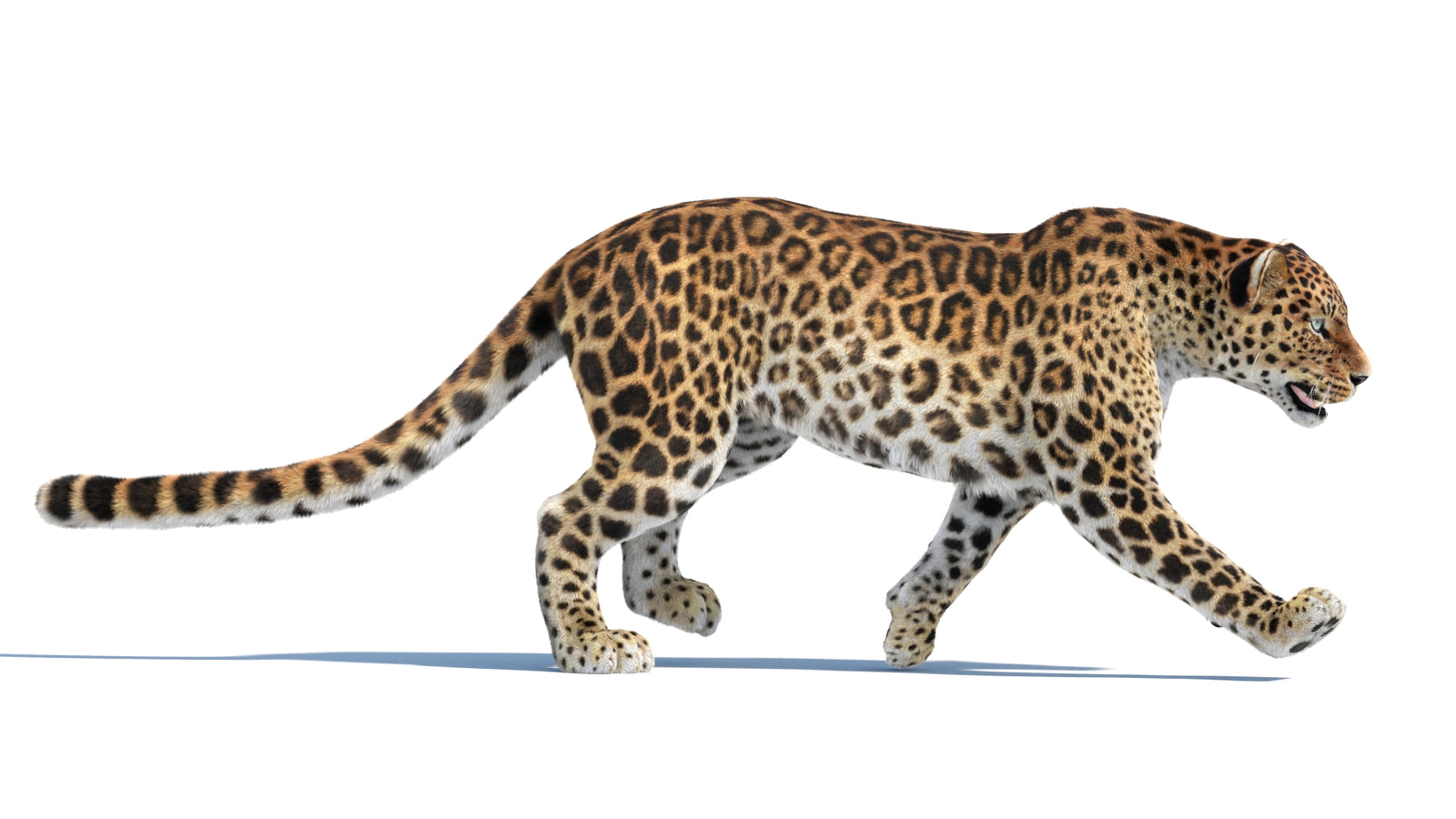 Animated Sri Lankan Leopard 3D Model Fur 360° view 4 frame 9