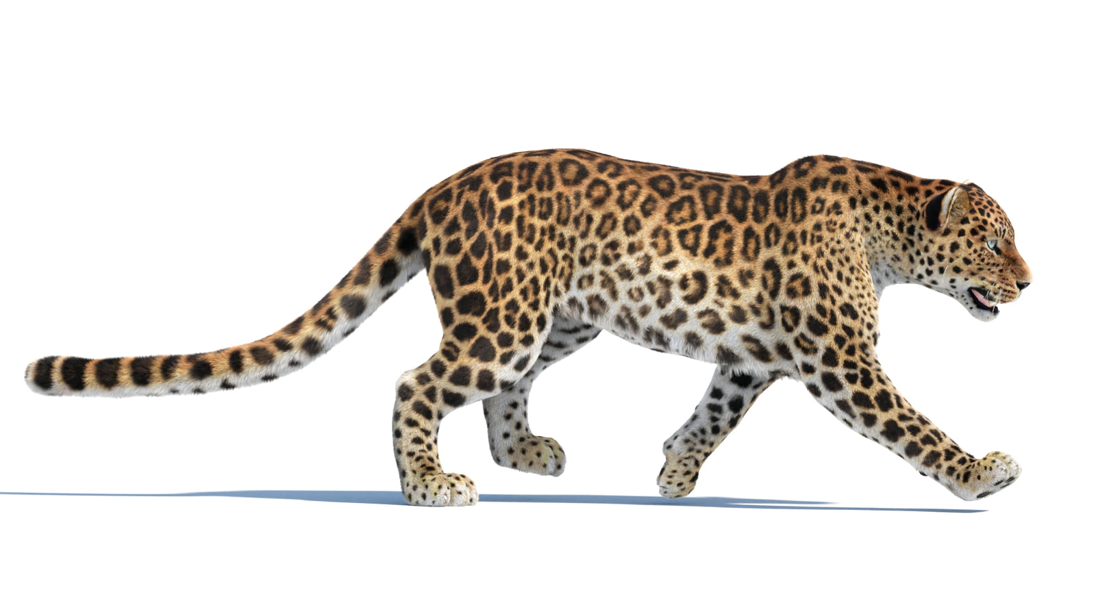 Animated Sri Lankan Leopard 3D Model Fur 360° view 4 frame 10