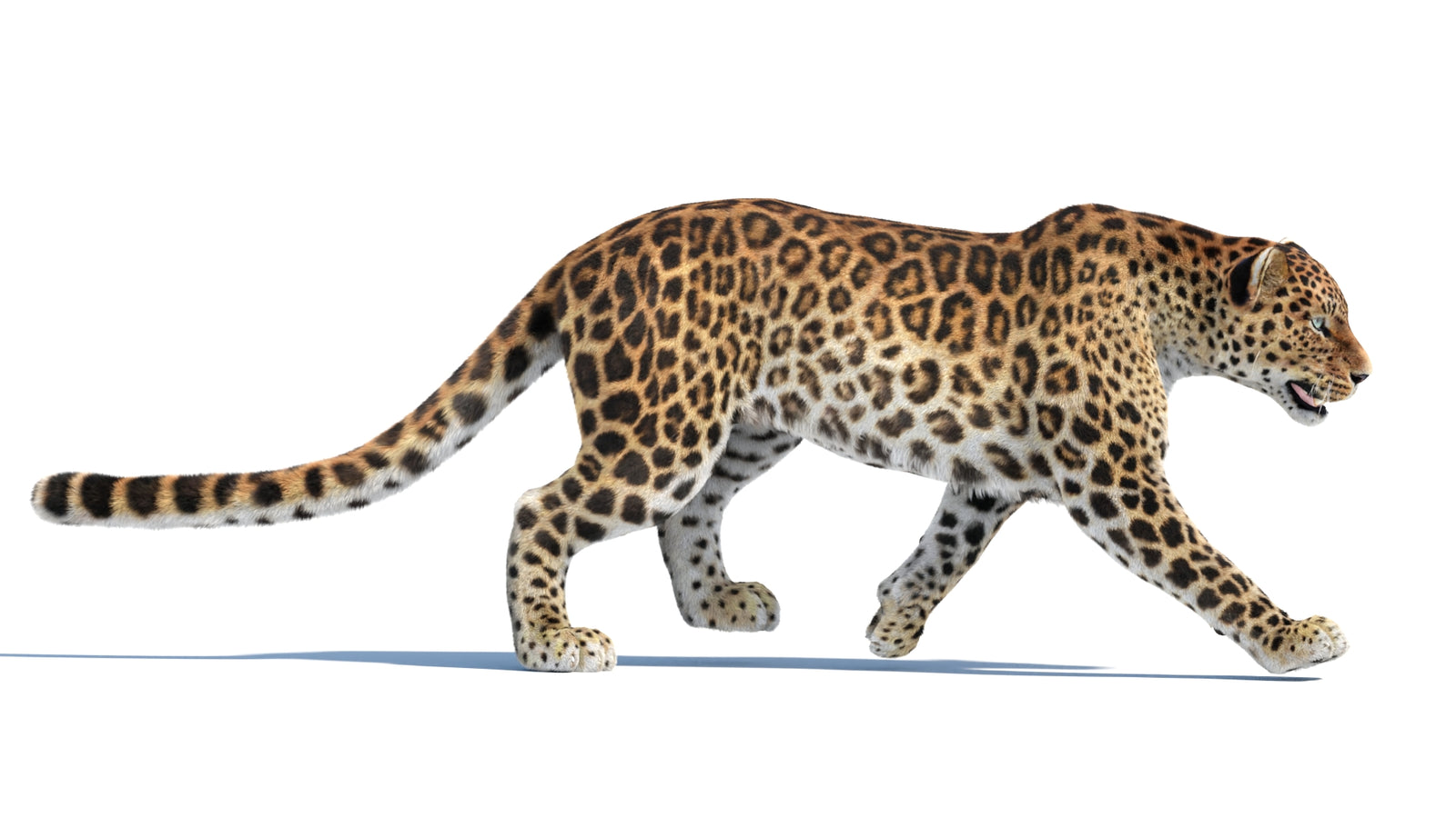 Animated Sri Lankan Leopard 3D Model Fur 360° view 4 frame 11