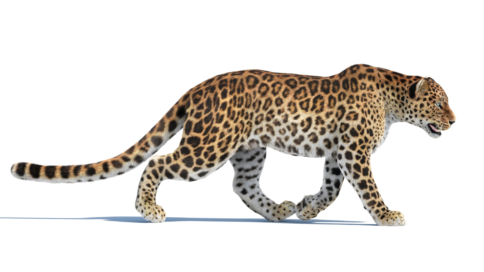 Animated Sri Lankan Leopard 3D Model Fur 360° view 4 frame 16