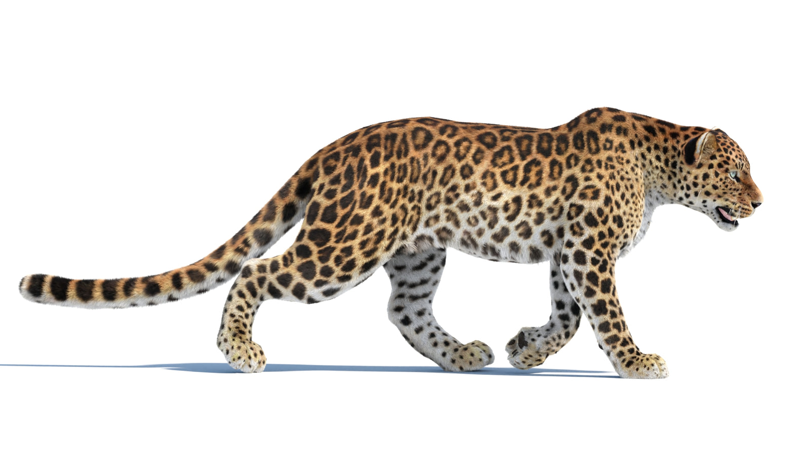 Animated Sri Lankan Leopard 3D Model Fur 360° view 4 frame 17