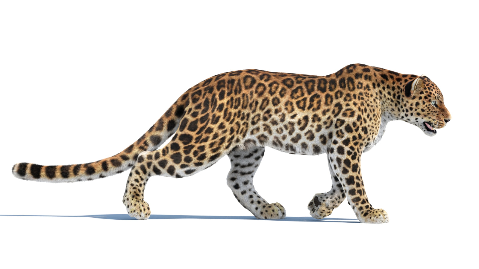 Animated Sri Lankan Leopard 3D Model Fur 360° view 4 frame 18