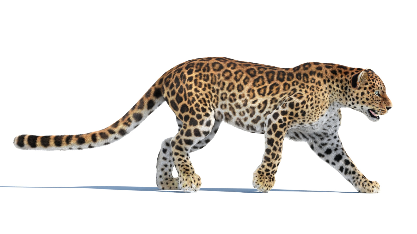 Animated Sri Lankan Leopard 3D Model Fur 360° view 4 frame 29