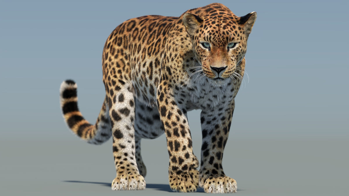 Animated Sri Lankan Leopard 3D Model Fur - 360 Degree View