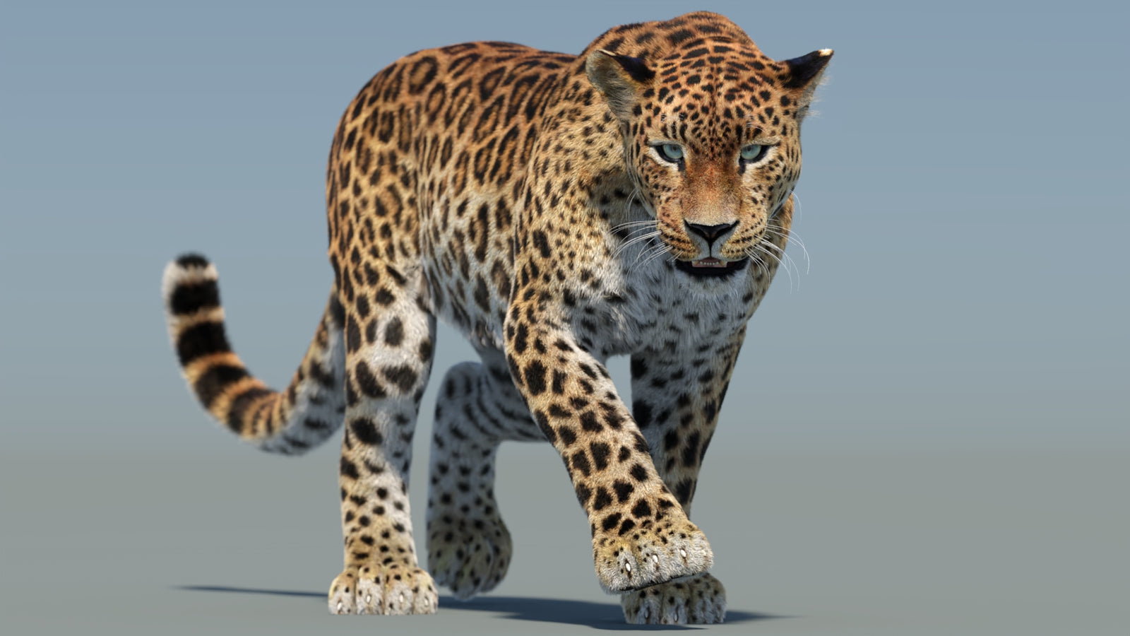 Animated Sri Lankan Leopard 3D Model Fur 360° view 2 frame 5