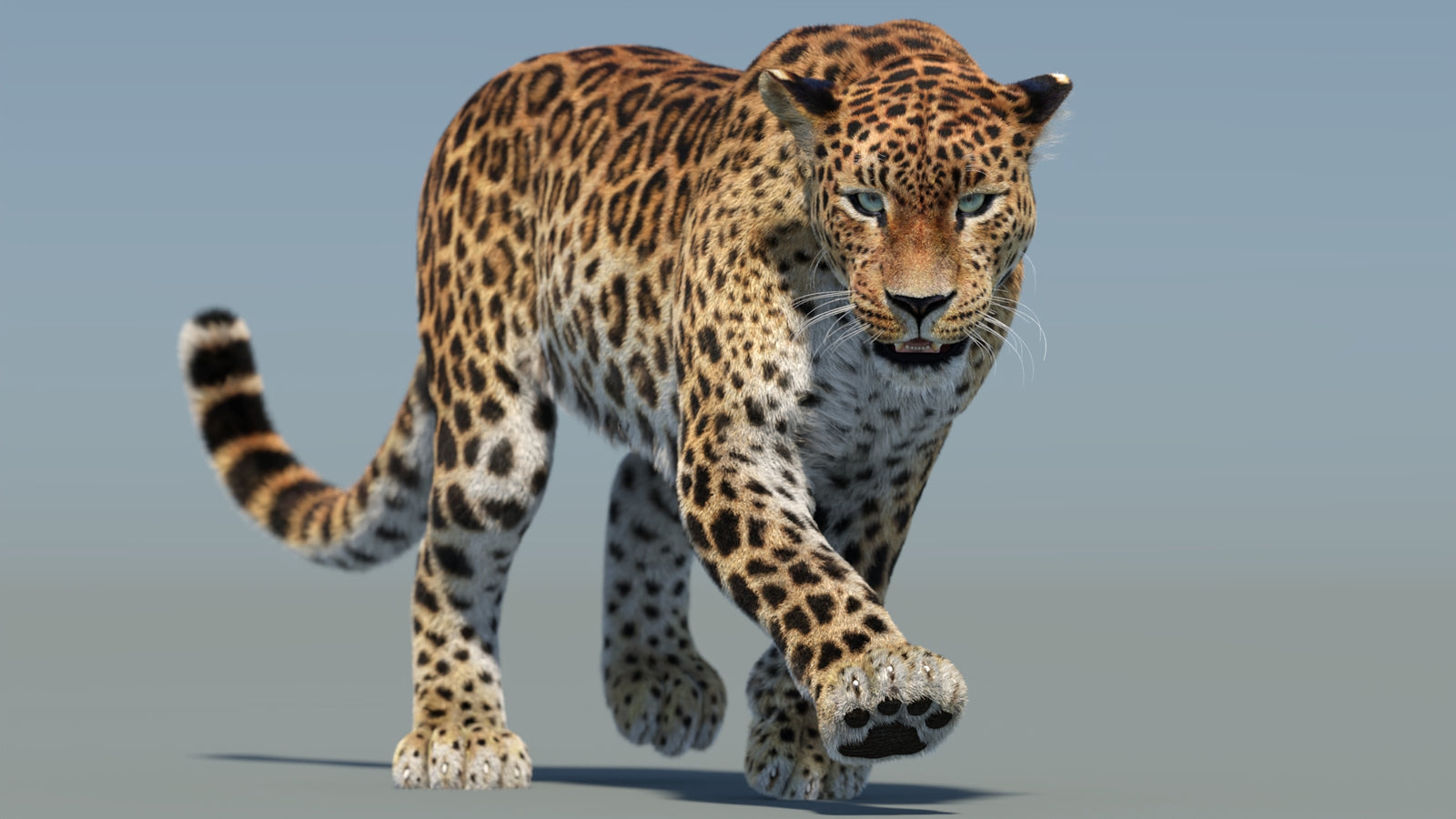 Animated Sri Lankan Leopard 3D Model Fur 360° view 2 frame 8
