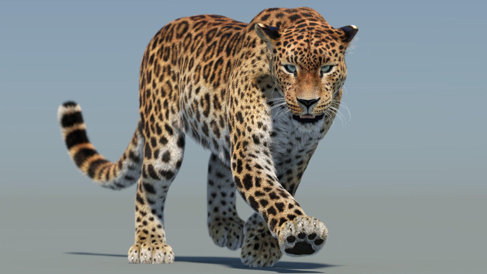 Animated Sri Lankan Leopard 3D Model Fur 360° view 2 frame 9