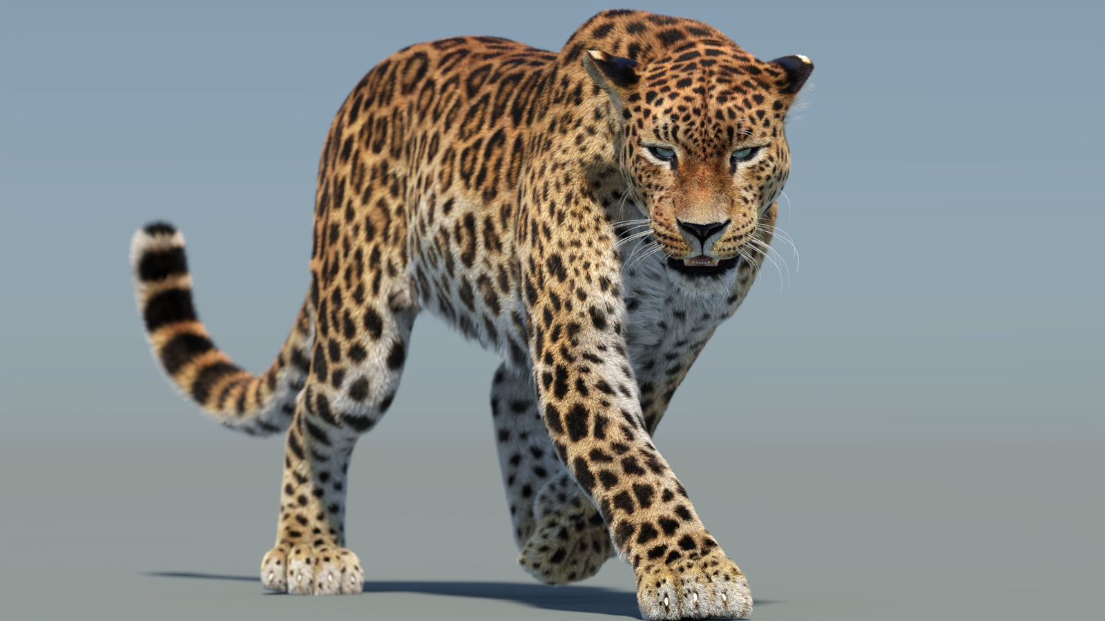 Animated Sri Lankan Leopard 3D Model Fur 360° view 2 frame 13