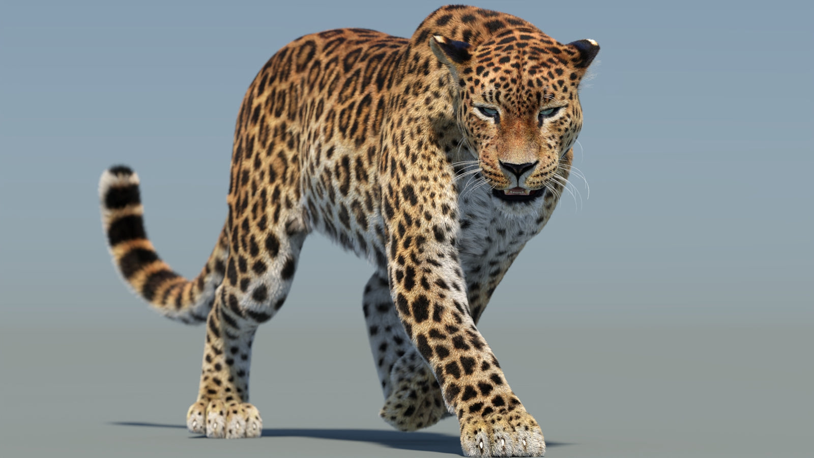 Animated Sri Lankan Leopard 3D Model Fur 360° view 2 frame 14