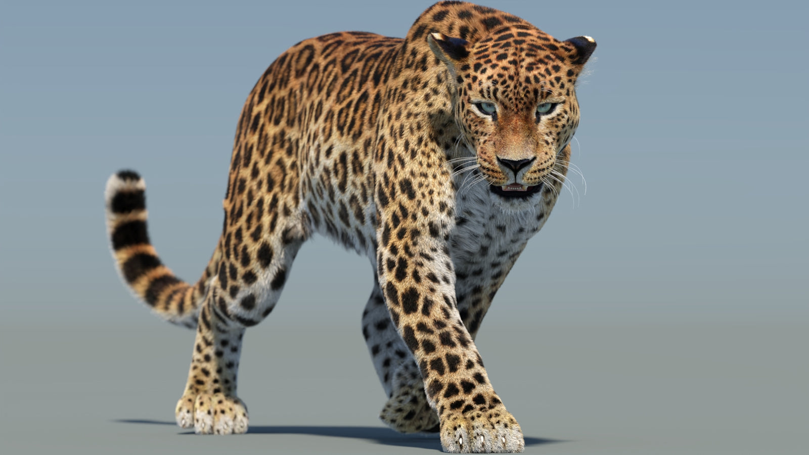 Animated Sri Lankan Leopard 3D Model Fur 360° view 2 frame 16