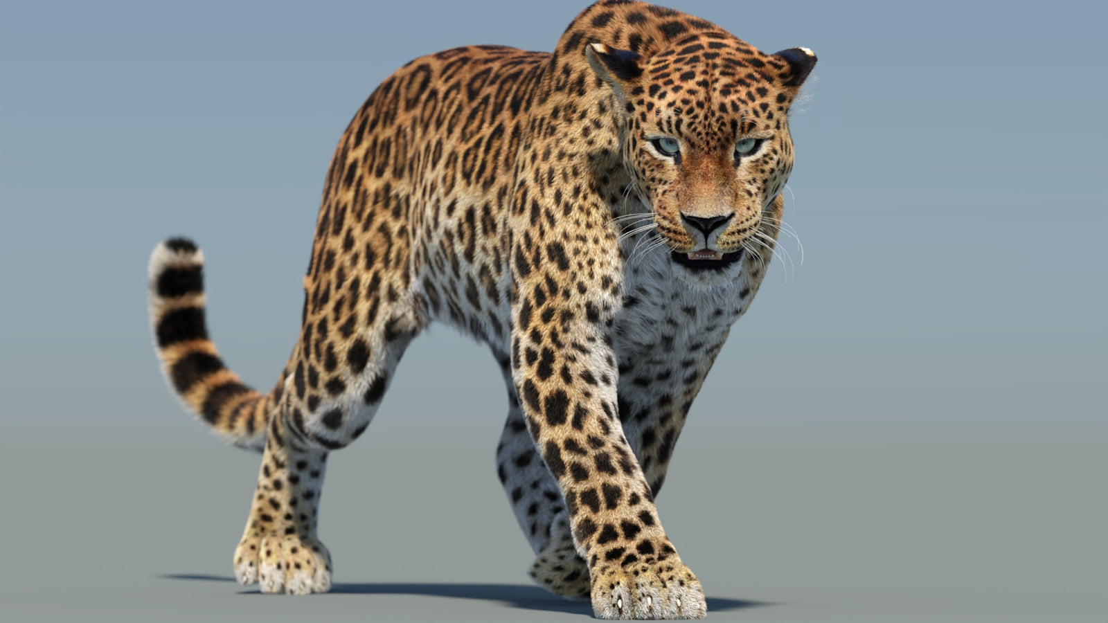 Animated Sri Lankan Leopard 3D Model Fur 360° view 2 frame 17