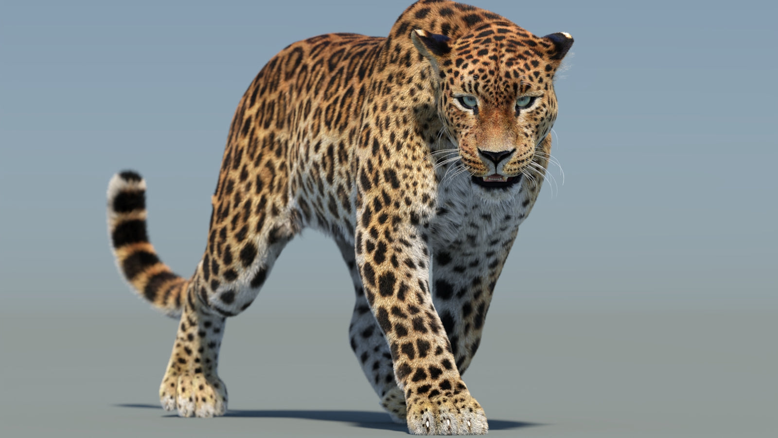 Animated Sri Lankan Leopard 3D Model Fur 360° view 2 frame 18
