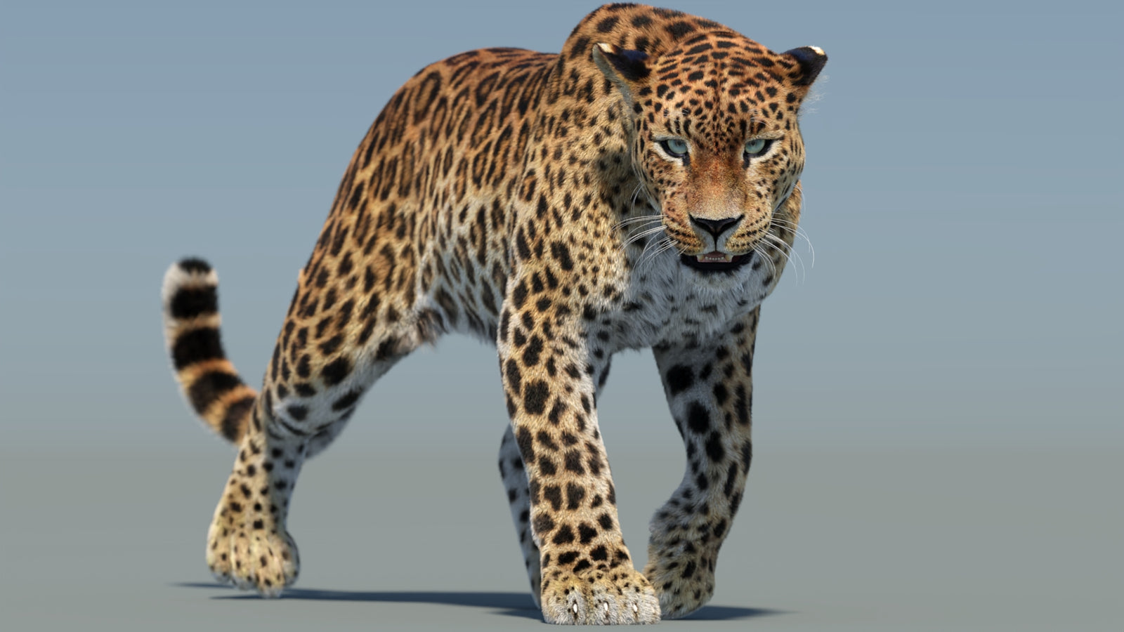 Animated Sri Lankan Leopard 3D Model Fur 360° view 2 frame 22