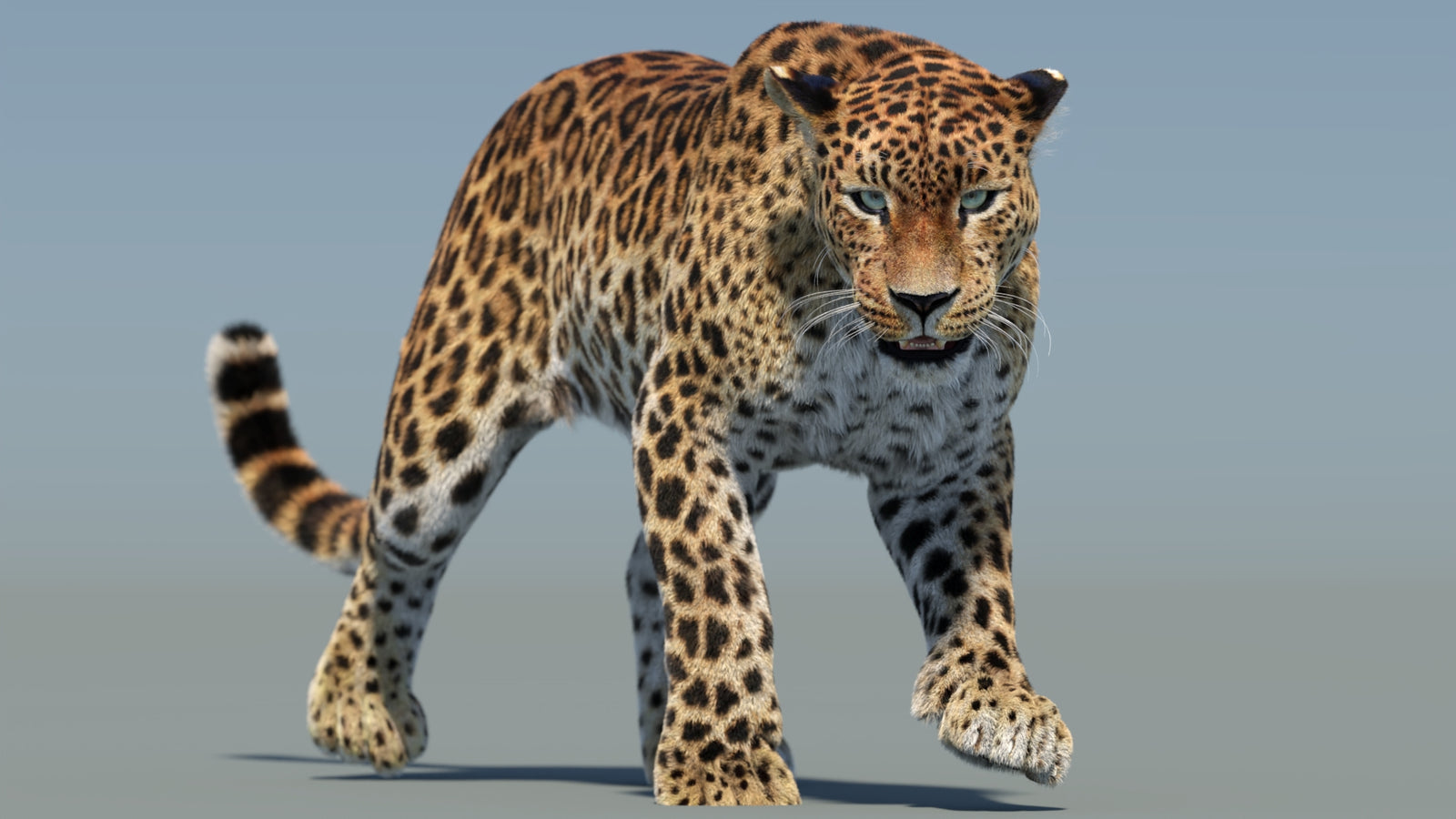 Animated Sri Lankan Leopard 3D Model Fur 360° view 2 frame 26