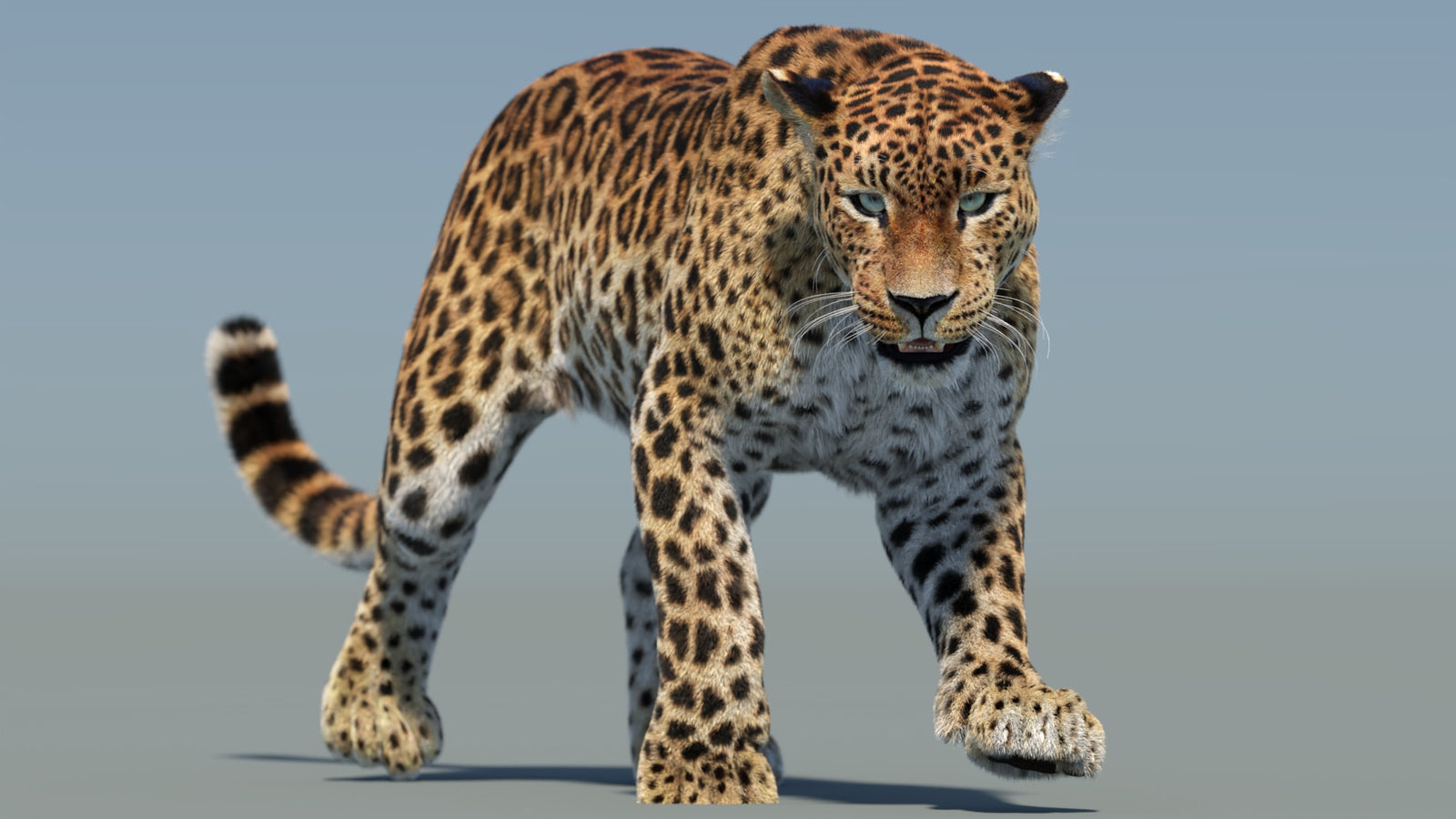 Animated Sri Lankan Leopard 3D Model Fur 360° view 2 frame 27