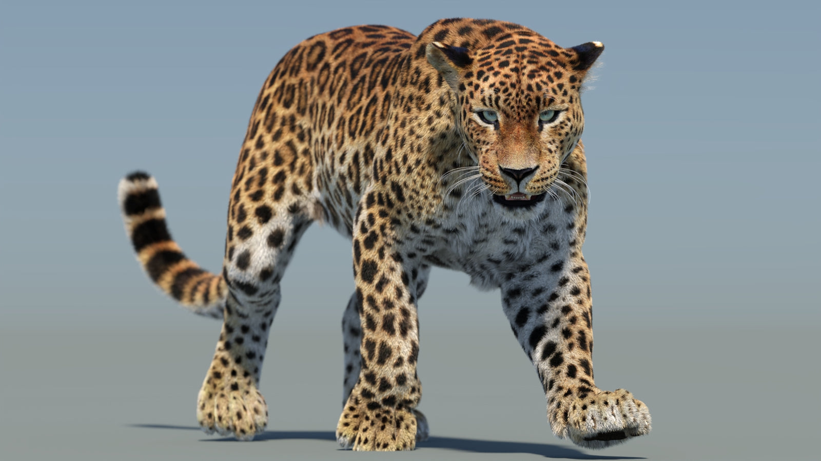 Animated Sri Lankan Leopard 3D Model Fur 360° view 2 frame 29