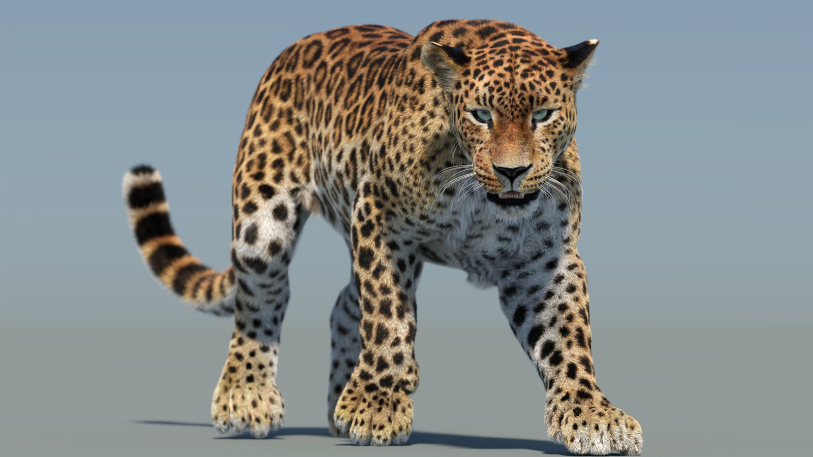 Animated Sri Lankan Leopard 3D Model Fur 360° view 2 frame 31
