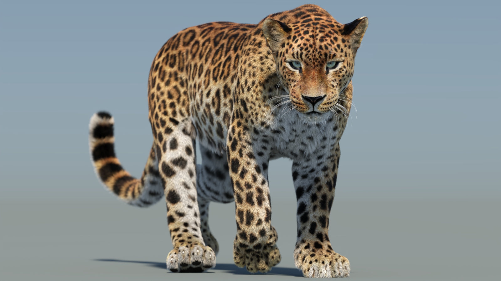 Animated Sri Lankan Leopard 3D Model Fur 360° view 2 frame 39
