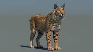 Standing 3D Model of Bobcat Animal for Download Thumbnail