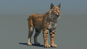 Standing 3D Model of Bobcat Animal for Download Thumbnail