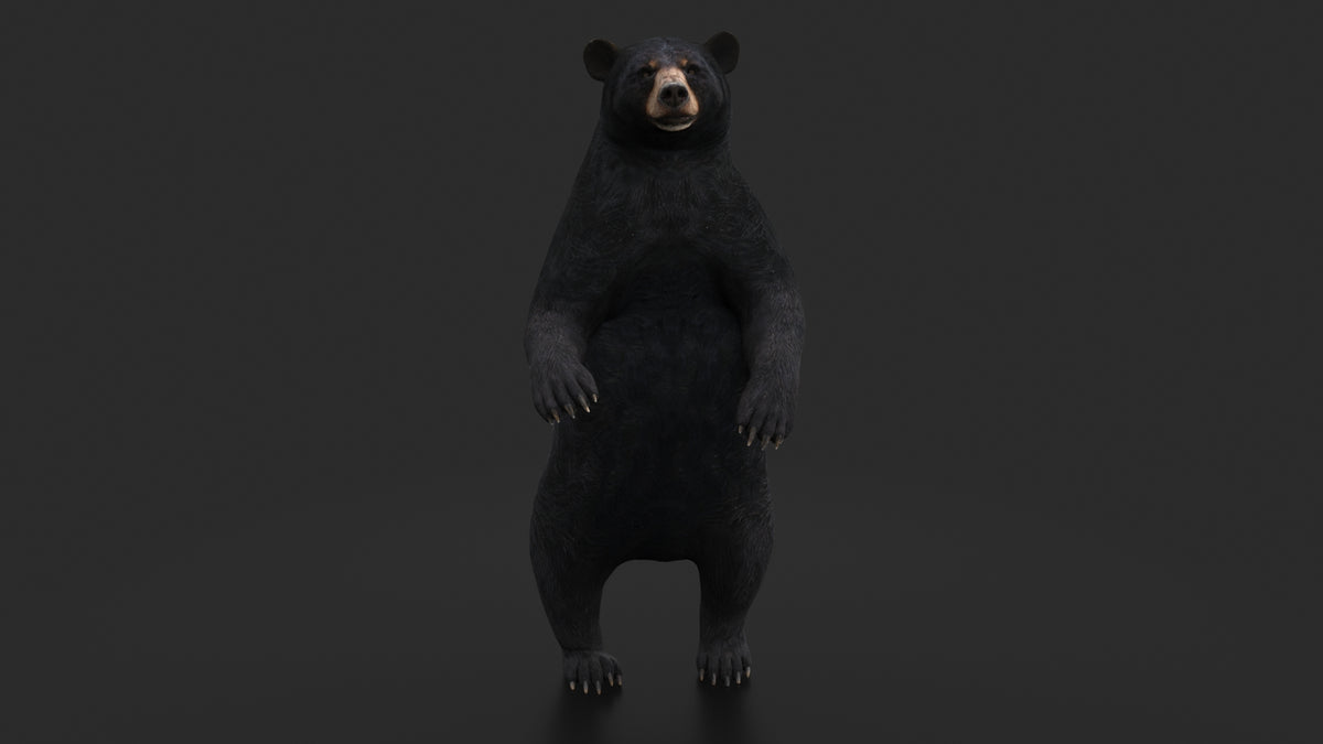 Rigged Black Bear 3D Model - Game-Ready - 360 Degree View