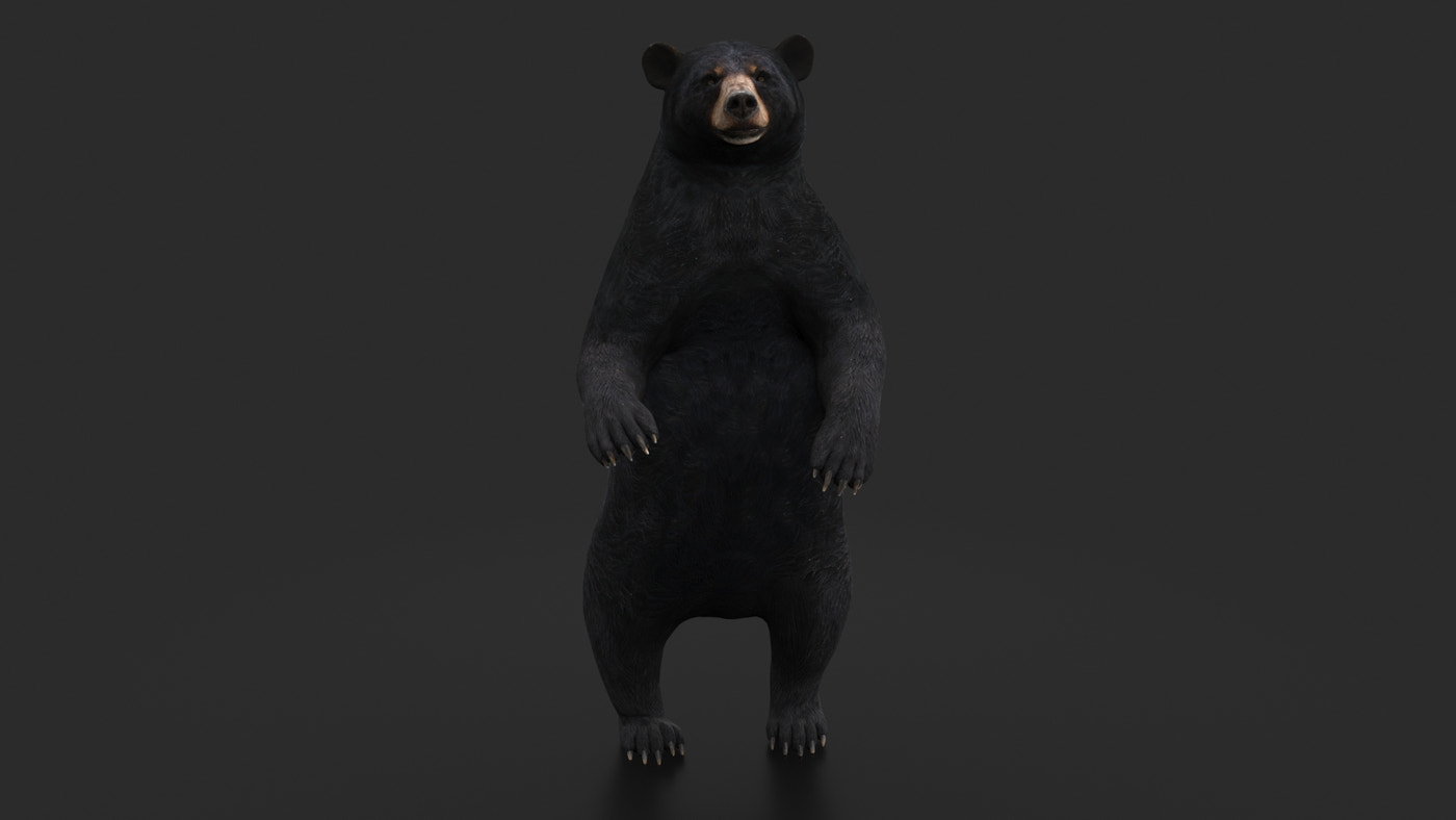 Rigged Black Bear 3D Model - 360 Degree View
