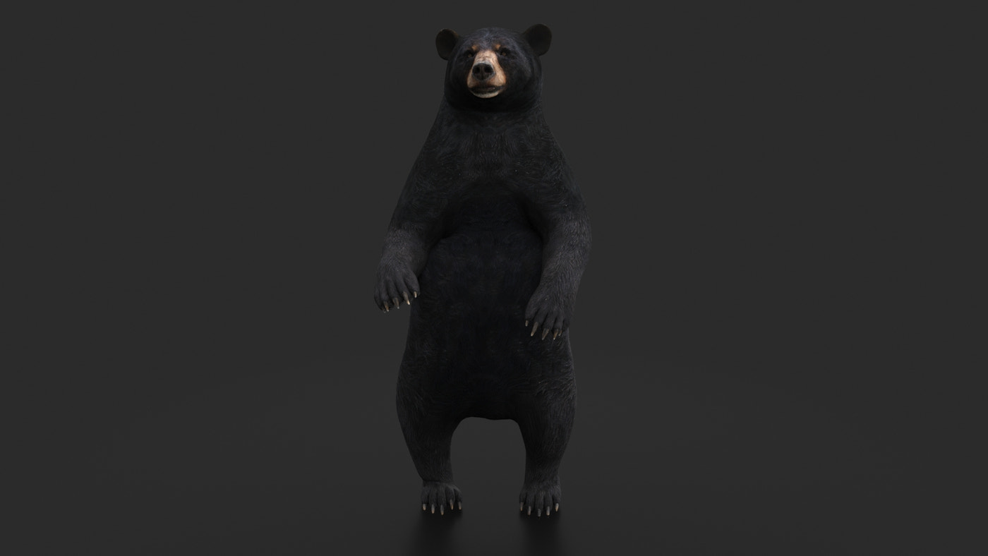 Rigged Black Bear 3D Model - 360 Degree View