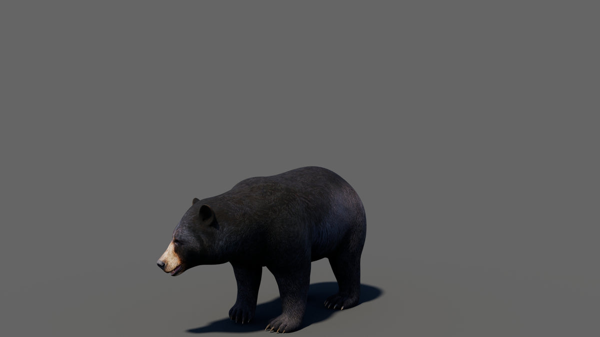 Animated Black Bear 3D Model - Game-Ready - 360 Degree View