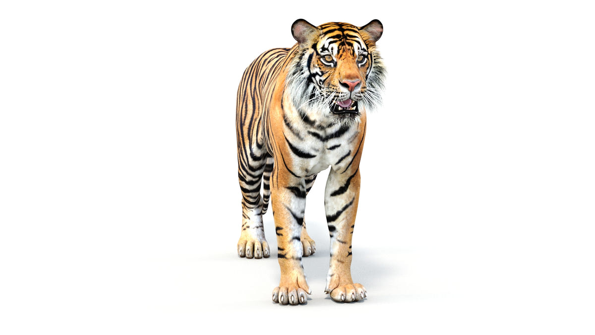 Rigged Sumatran Tiger 3D Model - Game-Ready - 360 Degree View