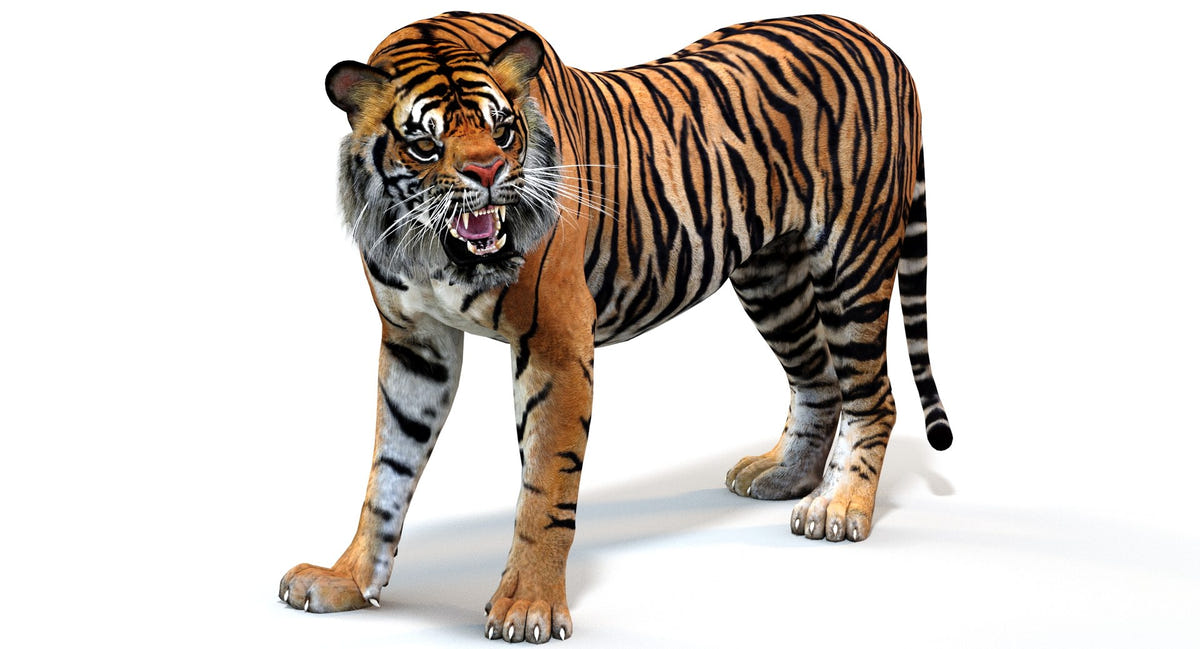 Animated Tiger 3D Model with Polygonal Mane for game