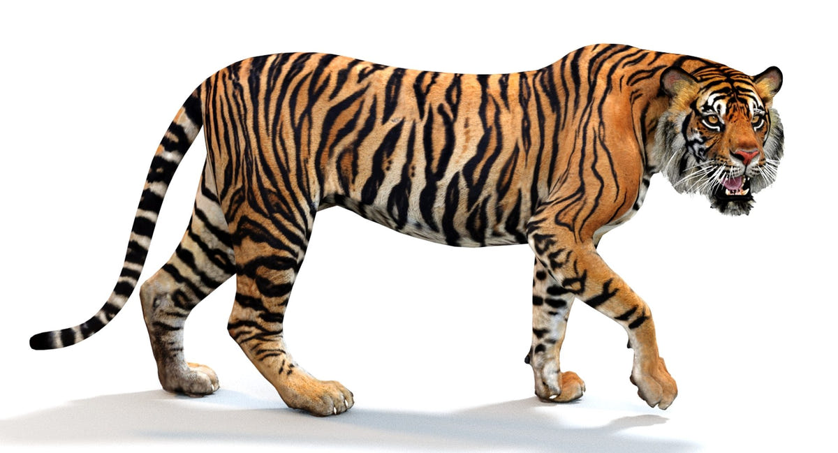 Animated Tiger 3D Model with Polygonal Mane