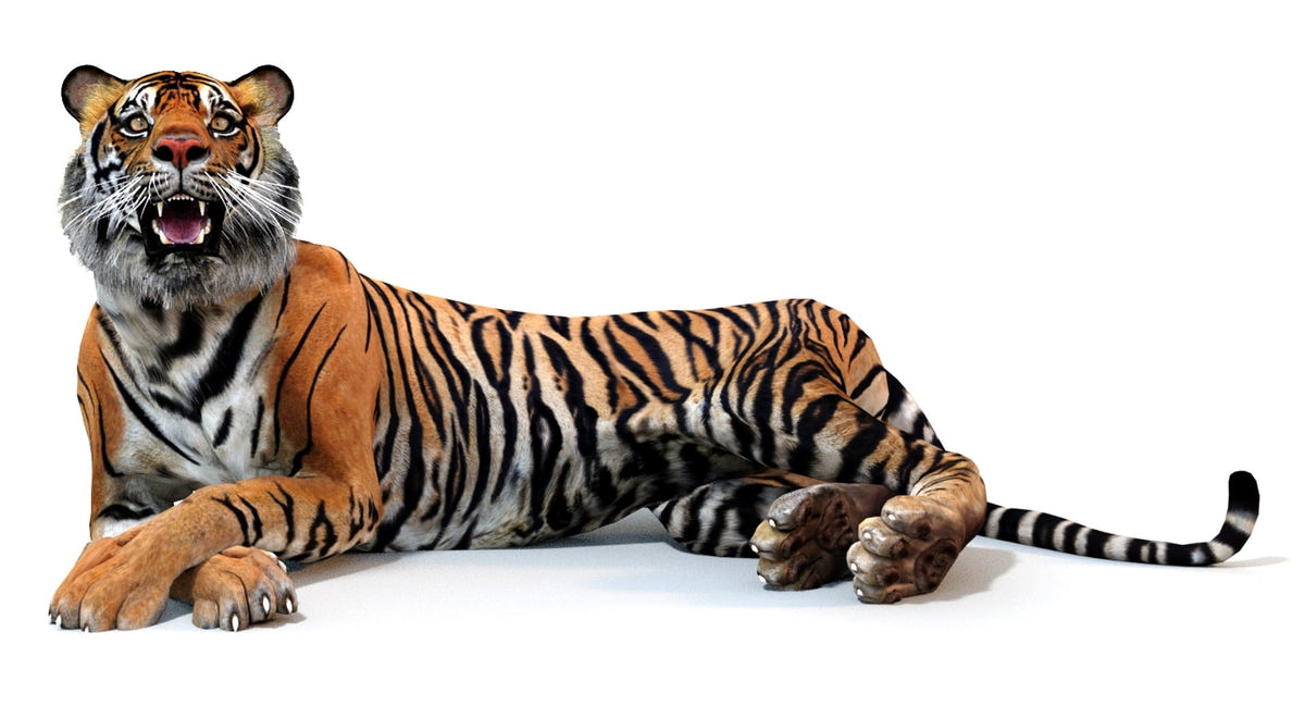 An animated 3D model of a lying tiger, available for download
