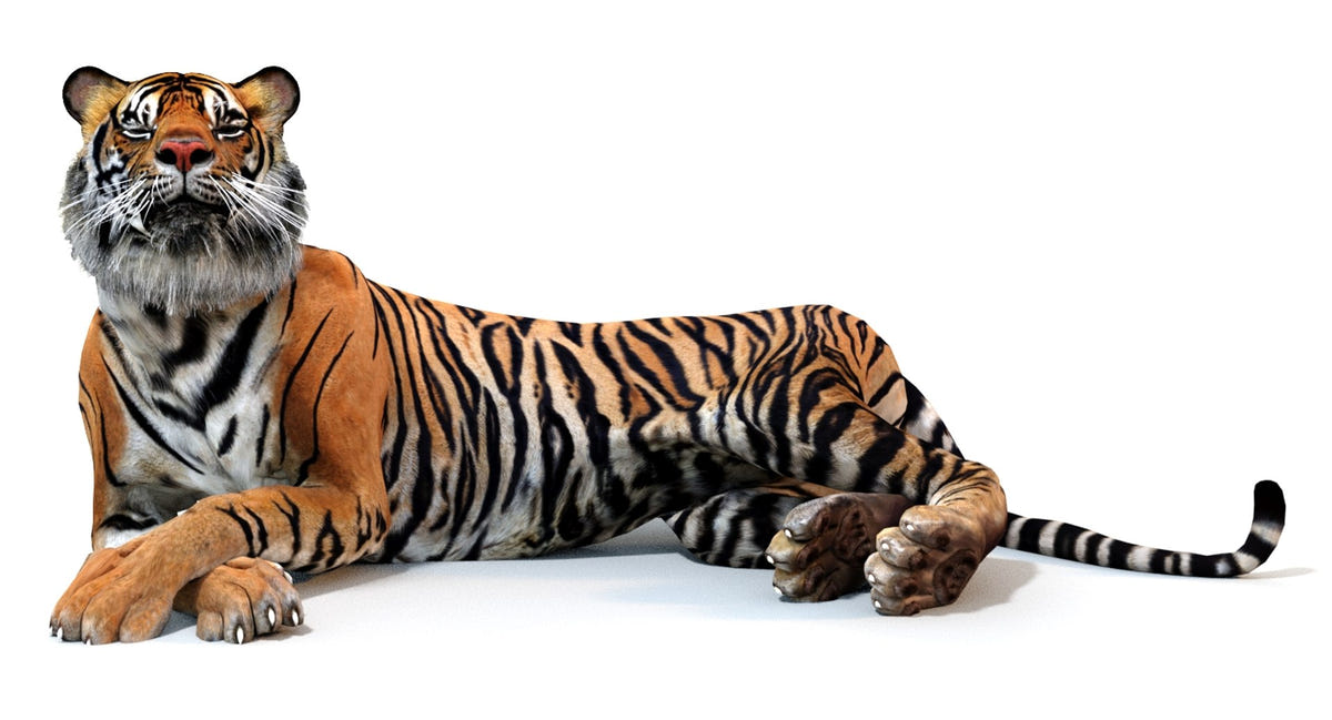 Animated Tiger 3D Model with Polygonal Mane
