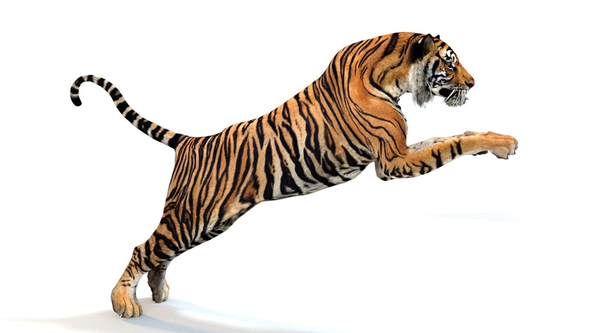 Animated Tiger 3D Model - Game Ready | Hair Cards