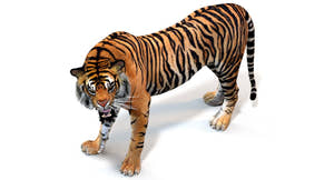 Animated Tiger 3D Model Polygonal Mane Thumbnail