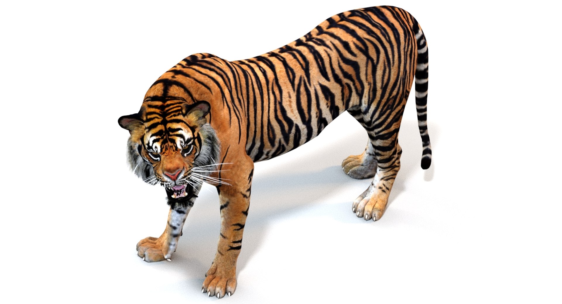 Animated Tiger 3D Model Polygonal Mane