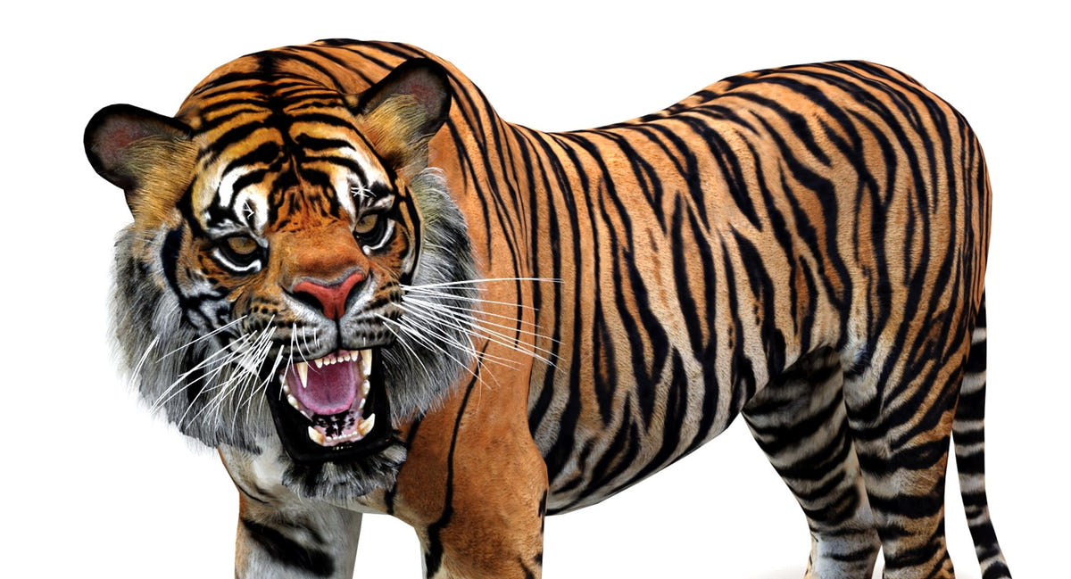 Animated Tiger 3D Model - Game Ready | Hair Cards