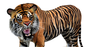 Animated Tiger 3D Model Polygonal Mane Thumbnail