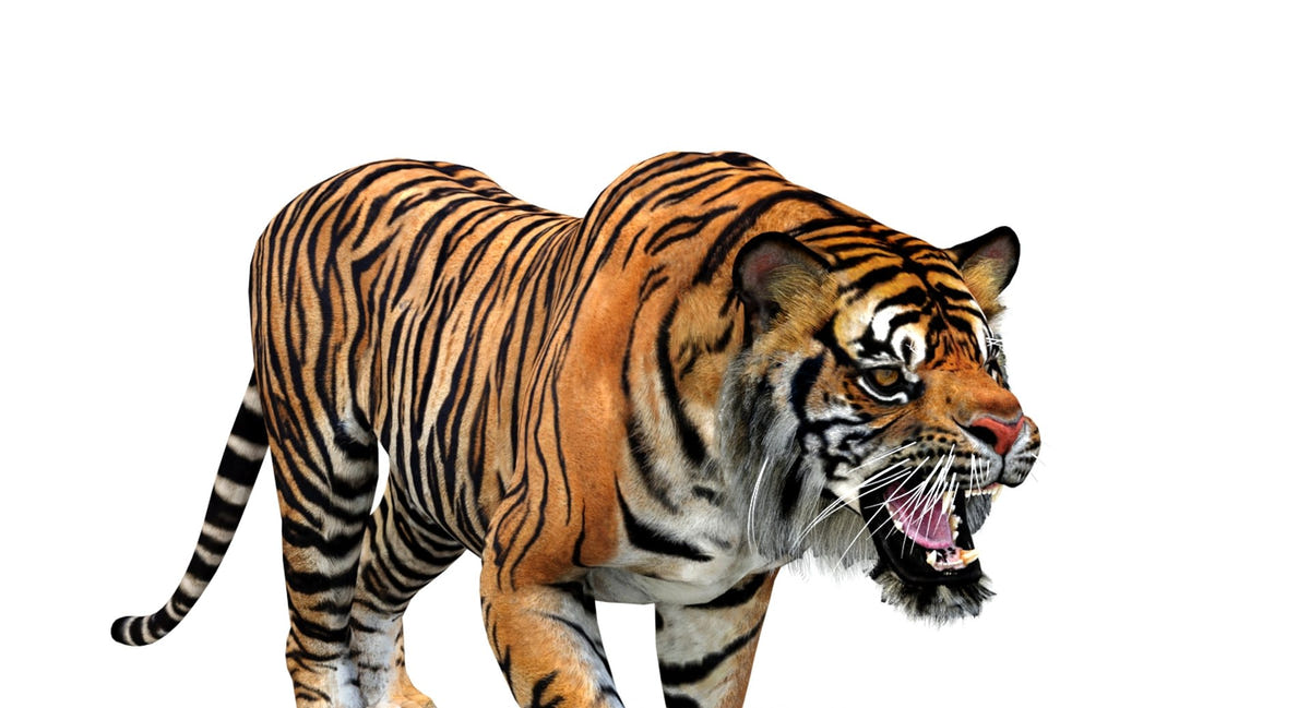 Animated Tiger 3D Model - Game Ready | Hair Cards