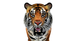 Animated Tiger 3D Model Polygonal Mane Thumbnail
