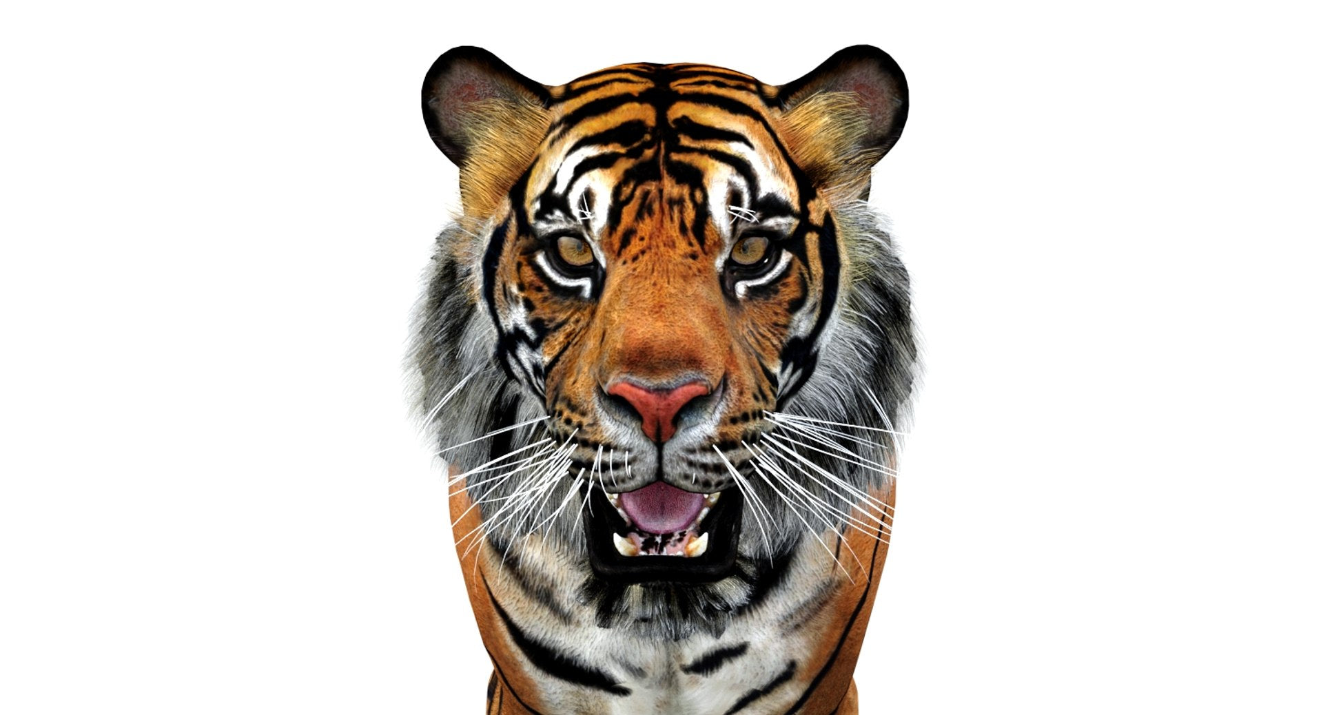 Animated Tiger 3D Model Polygonal Mane