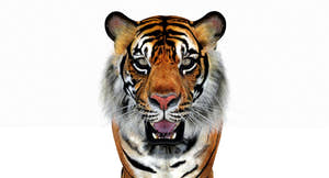 Animated Tiger 3D Model Polygonal Mane Thumbnail