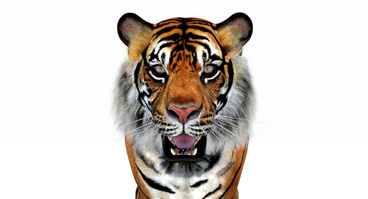 Animated Tiger 3D Model - Game Ready | Hair Cards