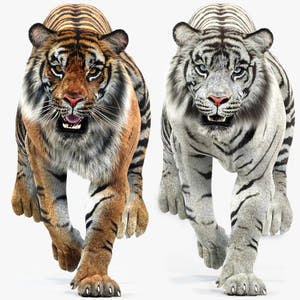 Animated Tiger White and Natural 3D Model Thumbnail